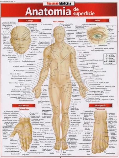 Imagem de Anatomia de Superficie Resumao