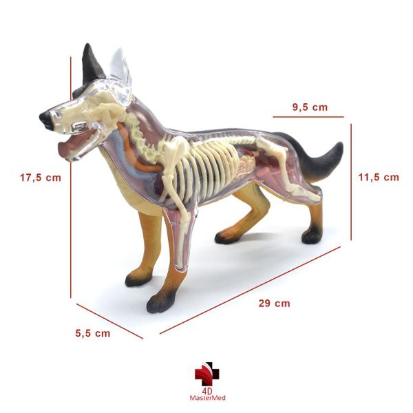 Imagem de Anatomia do Cachorro