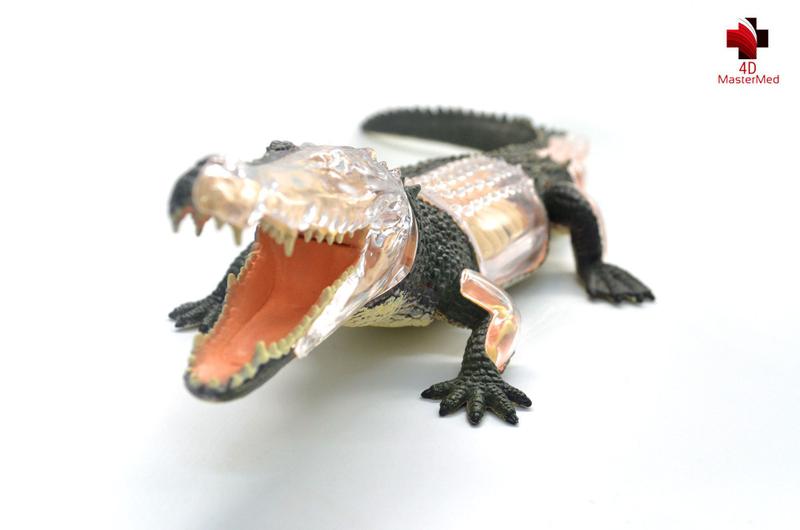 Imagem de Anatomia do Crocodilo