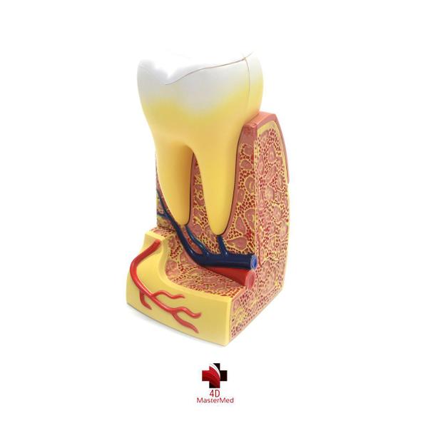 Imagem de Anatomia do Dente Molar