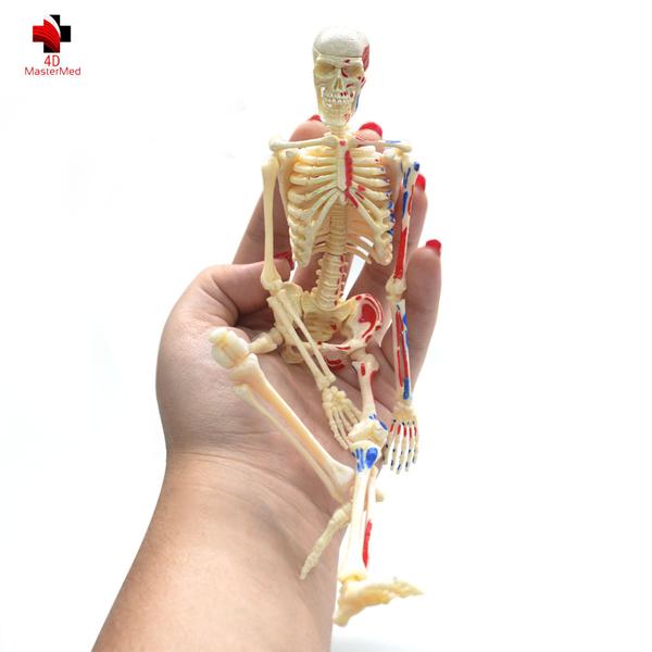 Imagem de Anatomia do Esqueleto Humano