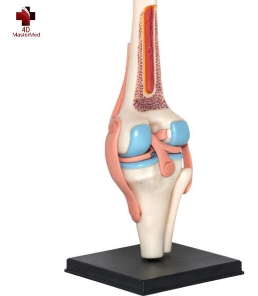 Imagem de Anatomia do Joelho com articulações - 4D MasterMed