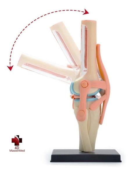 Imagem de Anatomia do Joelho com articulações - 4D MasterMed