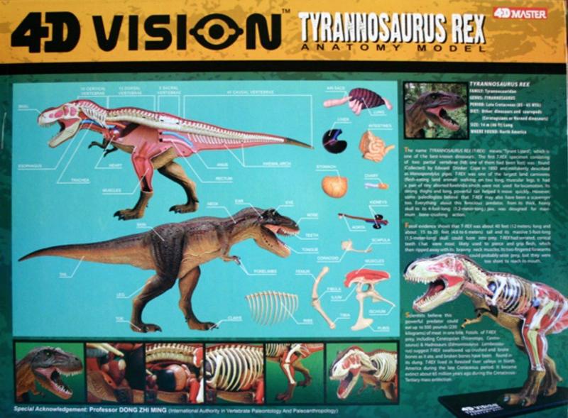 Anatomia do Tiranossauro Rex - 4D Master Imagem de Anatomia do Tiranossauro Rex