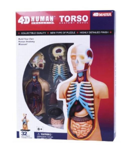 Imagem de Anatomia do Torso Humano