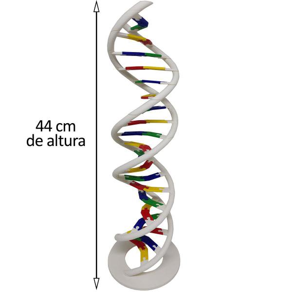 Imagem de Anatomia Dupla Hélice Dna Humano Modelo Anatômico Biologia