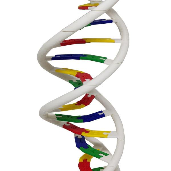 Imagem de Anatomia Dupla Hélice Dna Humano Modelo Anatômico Biologia