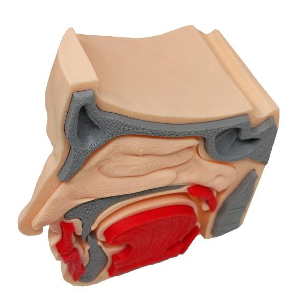 Imagem de Anatomia Nasal Modelo 3D Otorrino Garganta Epiglote Concha