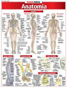 Imagem de Anatomia