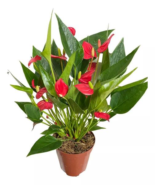 Imagem de Anthurium 'Mini Million' (Antúrio Mini Vermelho)