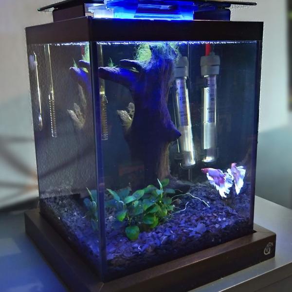 Imagem de Aquário 10 litros Quili Blackbox Nano + Completo + Decoração Natural