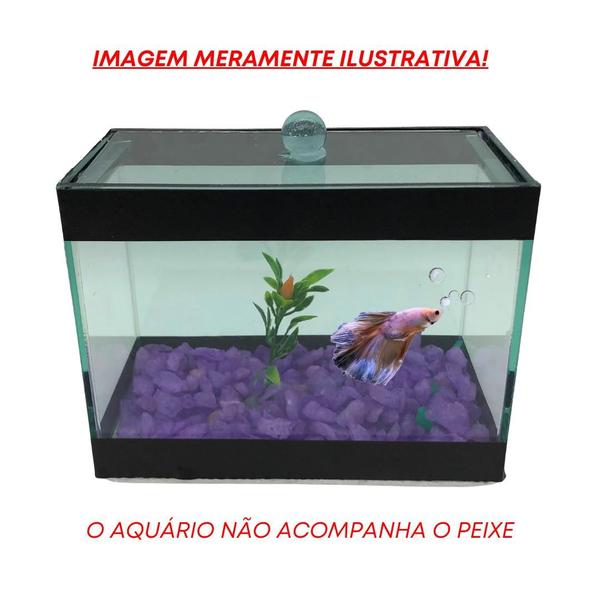 Imagem de Aquario Beteira 2 Litros Completo Com Pedra Planta Anti- Cloro Ração