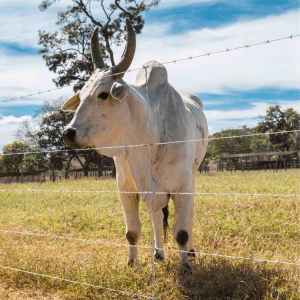 Imagem de Arame Farpado Fortte Belgo 500 Metros Zincado 1,6mm Para Cerca 350 Kgf