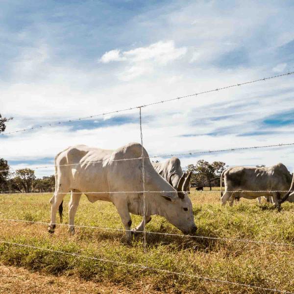 Imagem de Arame Farpado Fortte Belgo 500 Metros Zincado 1,6mm Para Cerca 350 Kgf