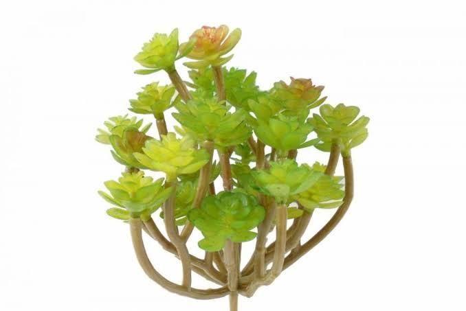 Araucaria mini (13cm) - Desig Flowers Imagem de Araucaria mini (13cm)