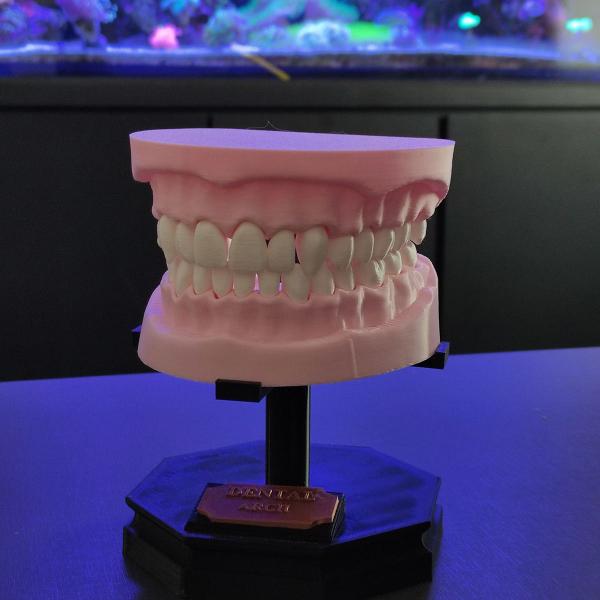 Imagem de Arcada Dentária Com Suporte Modelo 3D Dente Gengiva Boca Anatomia