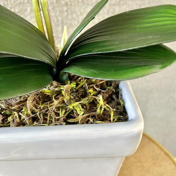 Arranjo De Orquídea Amarela Vaso Cinza 50Cm Inigual Imagem de Arranjo De Orquídea Amarela Vaso Cinza 50Cm Inigual