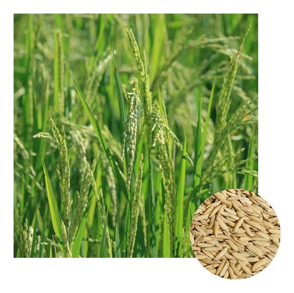 Imagem de Arroz Sequeiro Brs 502 - 8kg de Sementes