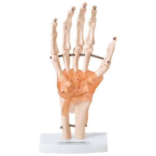 Imagem de Articulação Da Mão Com Ligamentos