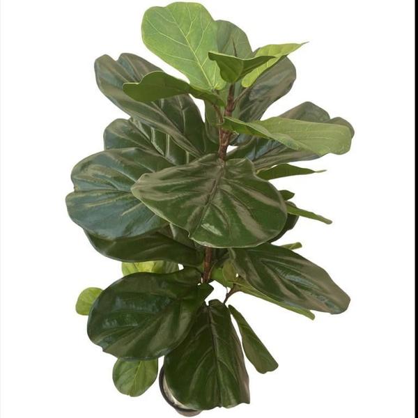 Imagem de Árvore Artificial Ficus Lyrata Planta Toque Real No Gesso