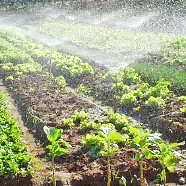 Imagem de Aspersor Irrigação Agrojet P3 com Rosca 1/2 Polegada 10un