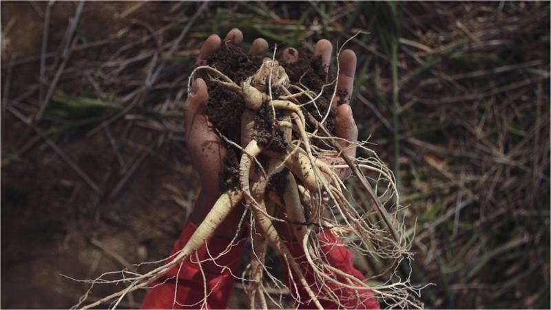 Auragin Authentic Korean Red Ginseng Made in Korea 6 Year Roots No Aditivos ou Outros Ingredientes 100% Panax Ginseng Vermelho em Cada Tablet Imagem de Auragin Authentic Korean Red Ginseng Made in Korea 6 Year Roots No Aditivos ou Outros Ingredientes 100% Panax Ginseng Vermelho em Cada Tablet