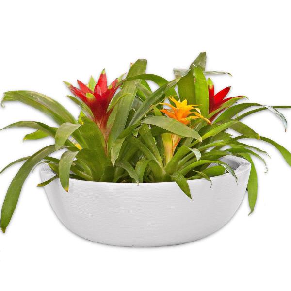 Imagem de Bacia Suculenta Vaso Flor Planta Jardim Polietileno CD11