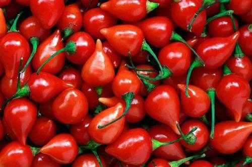 Balde Pimenta Biquinho Em Conserva Gourmet 2kg Fogo Mineiro - Fogo Mineiro Imagem de Balde Pimenta Biquinho Em Conserva Gourmet 2kg Fogo Mineiro