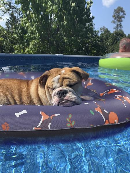 Balsa inflável Dog Pool Float Apipi para cães pequenos de até 20 kg Imagem de Balsa inflável Dog Pool Float Apipi para cães pequenos de até 20 kg