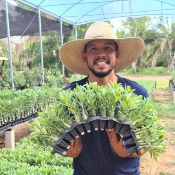 Imagem de Bandeja Plantio De Mudas Sementeira 50 Células Preto Cultivo