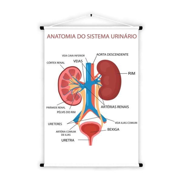 Imagem de Banner Educativo em Lona Anatomia do Sistema Urinário - 85x60cm