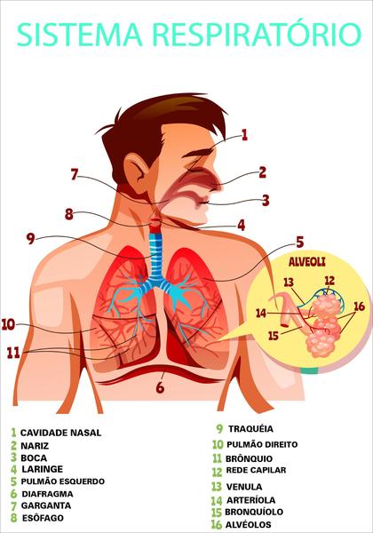 Imagem de Banner Educativo em Lona  Sistema Respiratório - 85x60cm