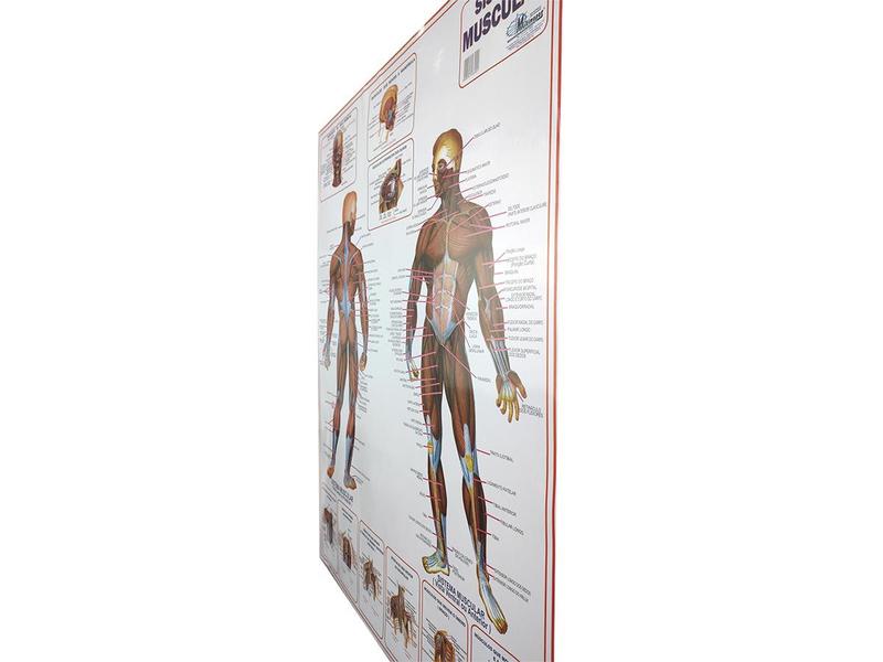 Imagem de Banner Mapa Anatomia Muscular do Corpo Humano Para Estudo Biologia Pôster Medicina 90x120CM