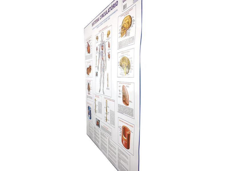 Imagem de Banner Mapa Sistema Circulatório Anatomia do Corpo Humano Para Estudo Biologia Pôster Medicina 90x120CM