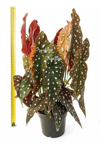 Begonia Maculata Entouceirada Planta Adulta Natural Exótica - Orquiflora Imagem de Begonia Maculata Entouceirada Planta Adulta Natural Exótica