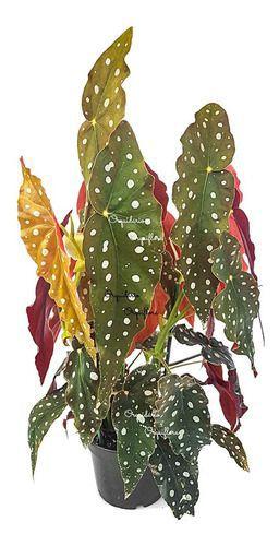 Begonia Maculata Entouceirada Planta Adulta Natural Exótica - Orquiflora Imagem de Begonia Maculata Entouceirada Planta Adulta Natural Exótica