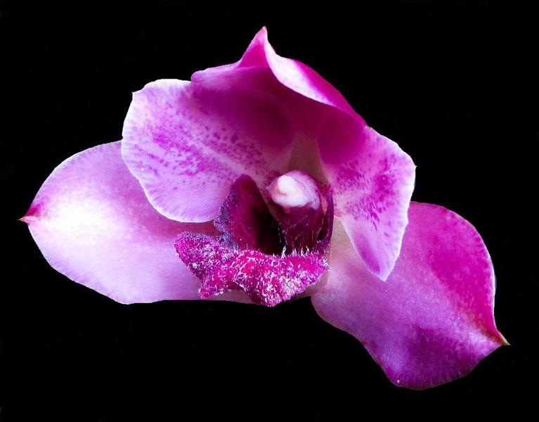 Bifrenaria tyrianthina - Cooperorchids Imagem de Bifrenaria tyrianthina