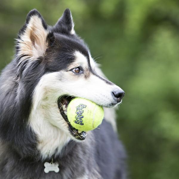 Imagem de Bola kong squeakair tennis mini   3 unidades p/ cães