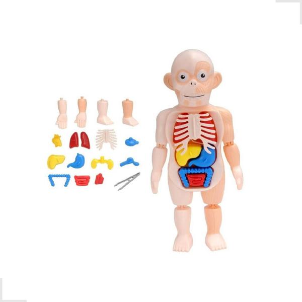 Imagem de Boneco Anatomia Humana Órgãos Vitais Kit Medico Educativo