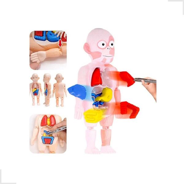 Imagem de Boneco Anatomia Humana Órgãos Vitais Kit Medico Educativo