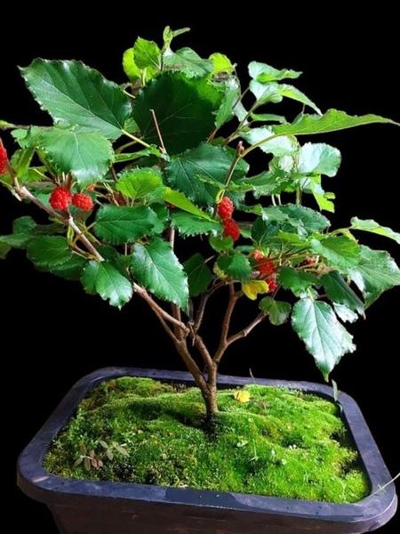 Imagem de Bonsai de amora com 4 anos linda cheia de frutas