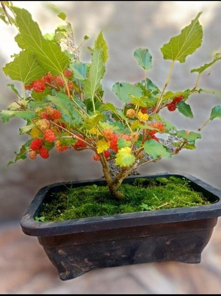 Imagem de Bonsai de amora com 4 anos linda cheia de frutas