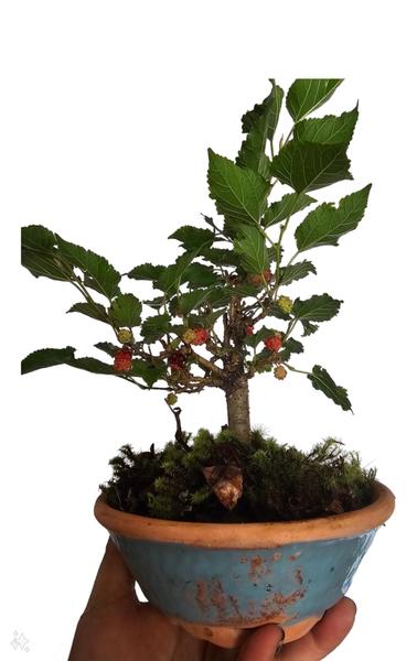 Imagem de Bonsai de amora frutífera com frutos vaso de ceramica presente decoração