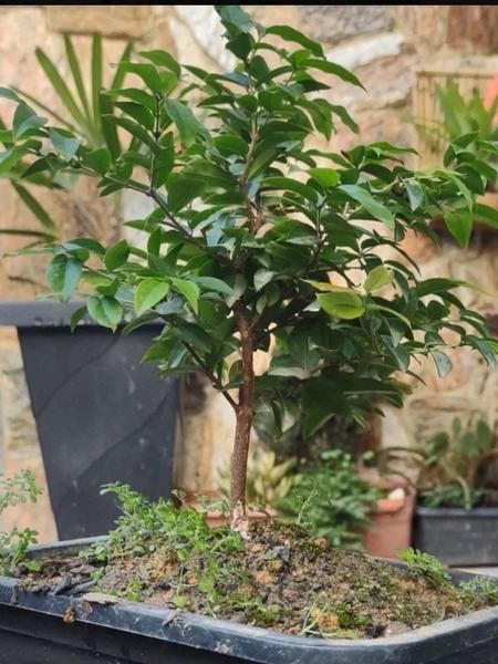 Imagem de Bonsai de jabuticaba c/5 anos para decoração presente