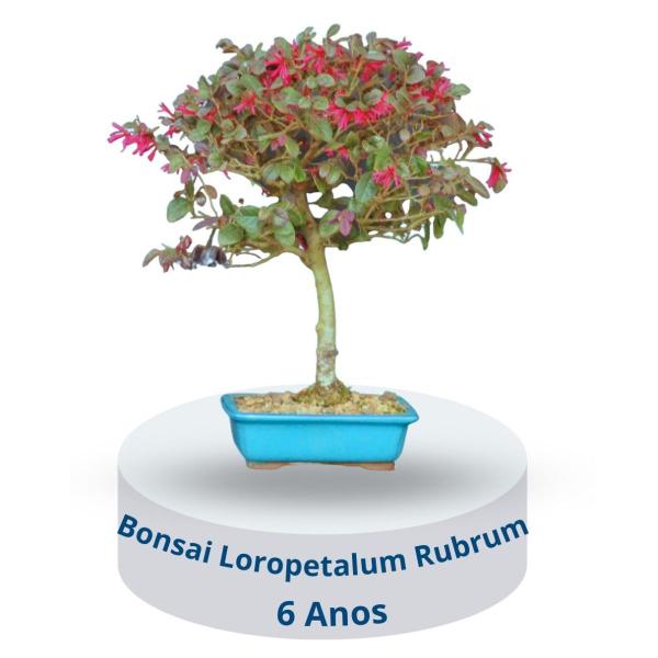 Imagem de Bonsai Loropetalum Rubrum