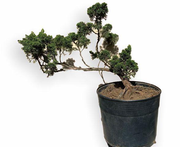 Imagem de Bonsai Shimpaku (juniperus chinensis) B151