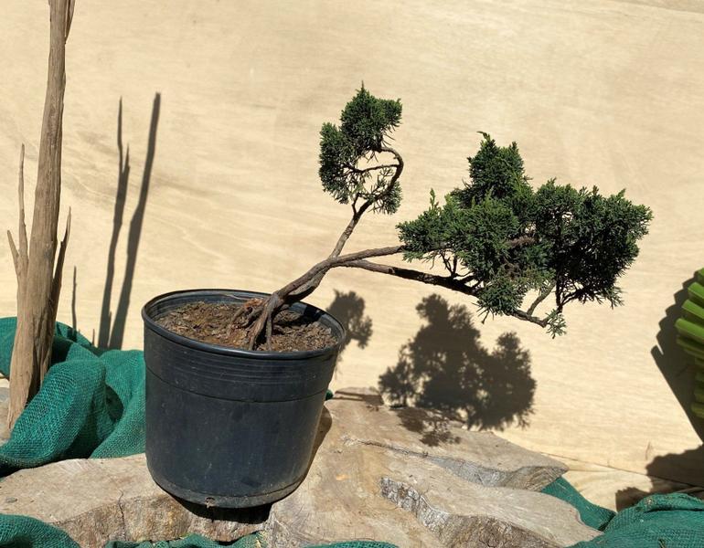 Imagem de Bonsai Shimpaku (Juniperus chinensis) B156