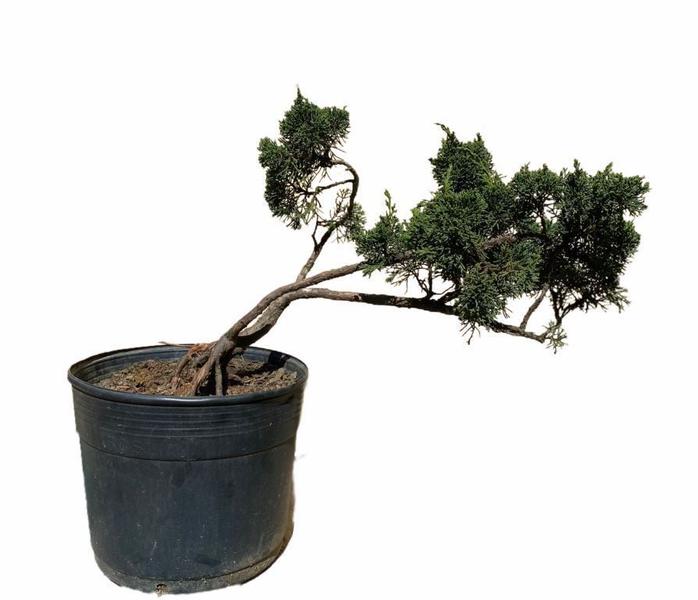 Imagem de Bonsai Shimpaku (Juniperus chinensis) B156