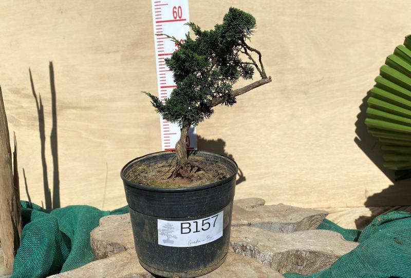 Imagem de Bonsai Shimpaku (Juniperus chinensis) B157