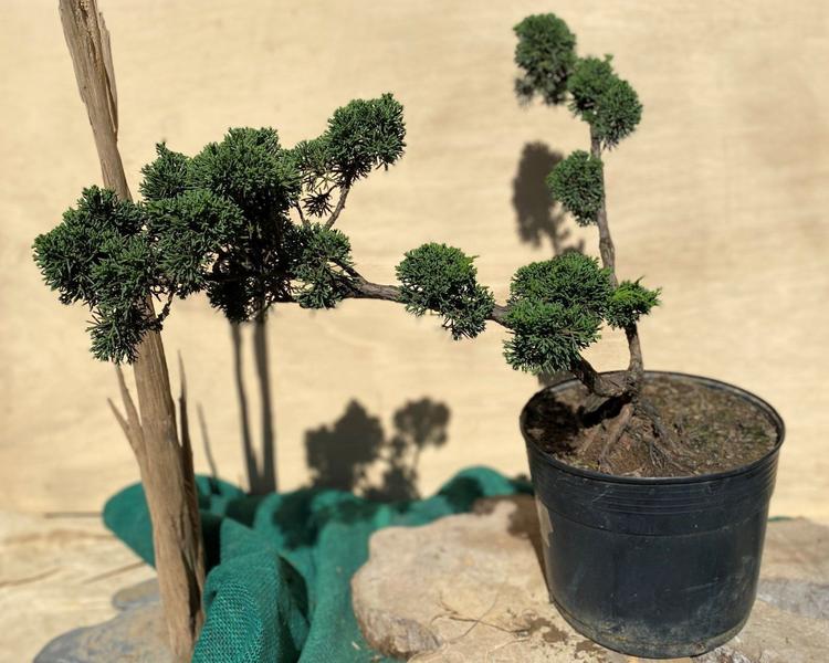 Bonsai Shimpaku (Juniperus chinensis) B158 - GardenB Imagem de Bonsai Shimpaku (Juniperus chinensis) B158